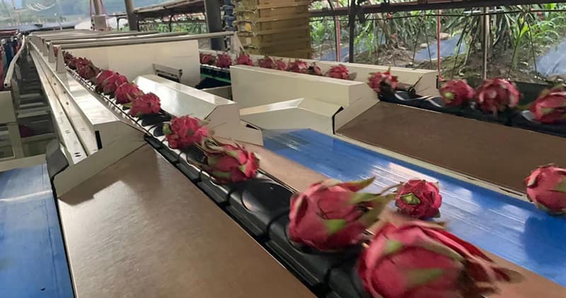 images/1657879355395dragon fruit grading eqipment.jpg